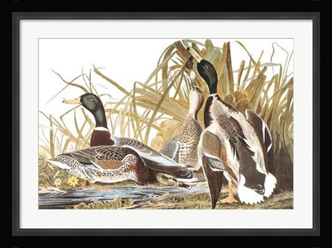 Framed Mallard Duck Print