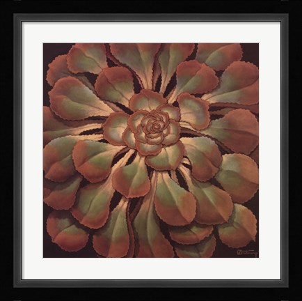 Framed Succulent II Print