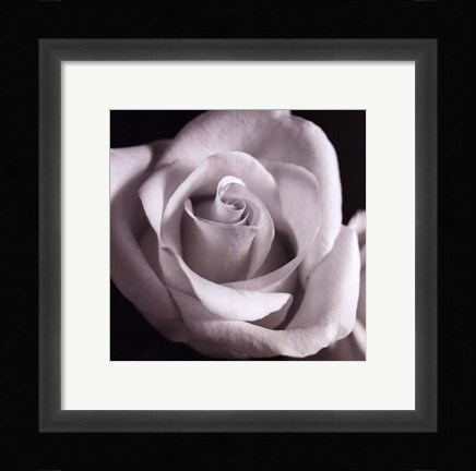 Framed Open Rose Print