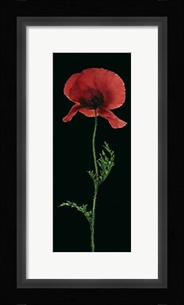 Framed Poppy Print