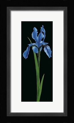 Framed Iris Print