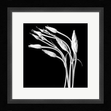 Framed Lizzianthus Print