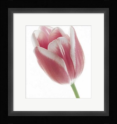 Framed Tulip in Bloom Print
