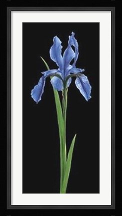 Framed Iris Print