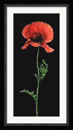 Framed Poppy Print