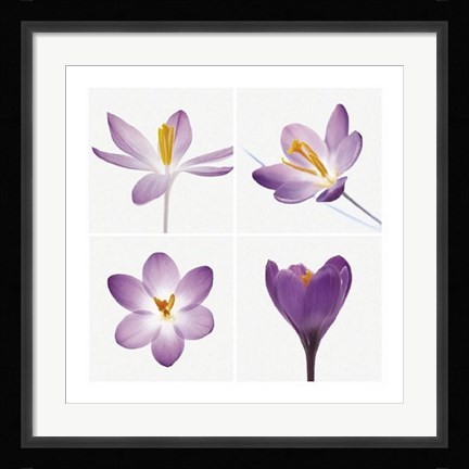 Framed Four Crocuses Print