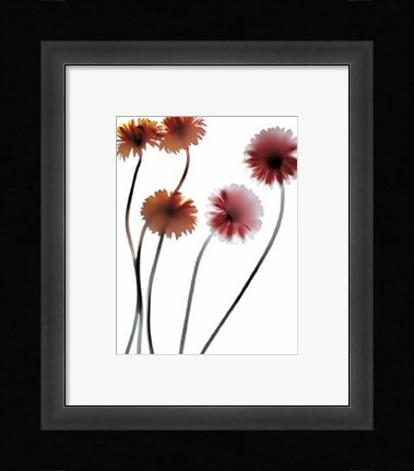 Framed Gerbera Print