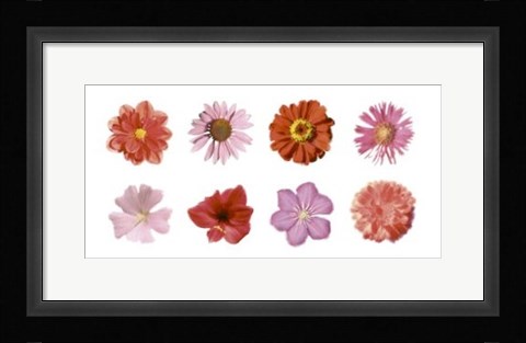 Framed Petales Rouges et Roses Print