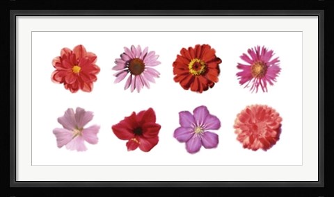 Framed Petales Rouges et Roses Print