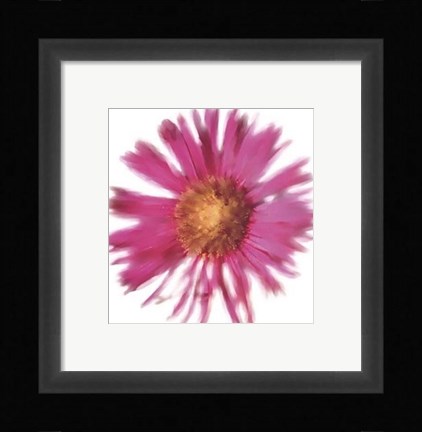 Framed Petales Roses III Print