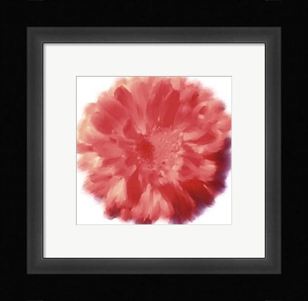 Framed Petales Rouges III Print