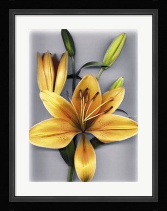 Framed Yellow Lily Print