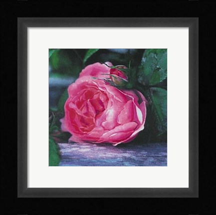 Framed Rose Print