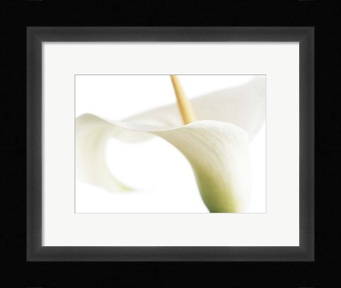 Framed Calla on White Print