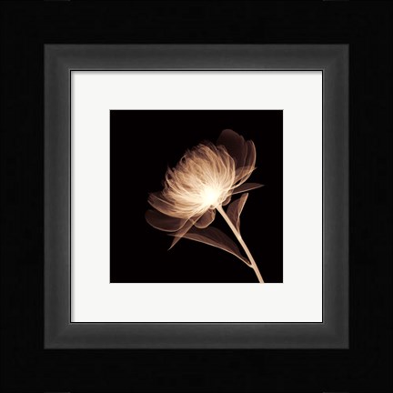 Framed Full Bloom (Sepia) Print