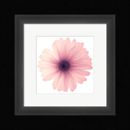 Framed Pink Petals Print