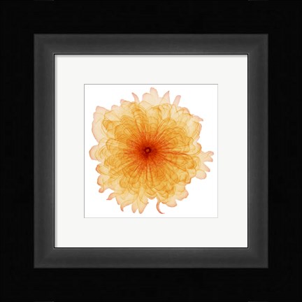 Framed Orange Chiffon Print
