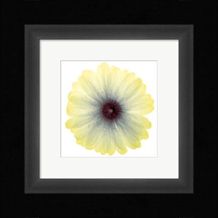 Framed Lemon Nectar Print