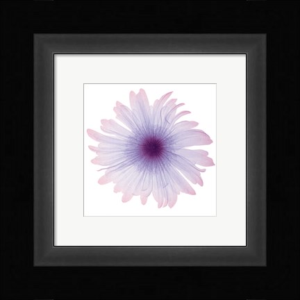 Framed Iced Bloom Print
