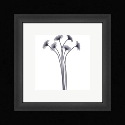 Framed Feathered Splendor Print