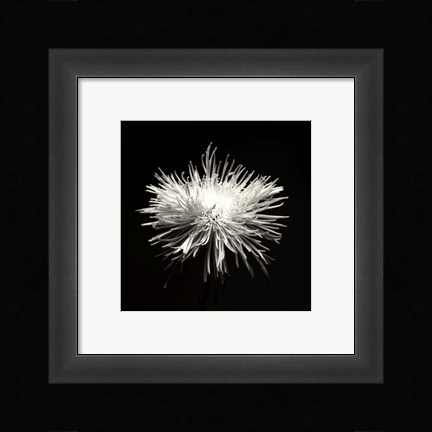 Framed Spider Mum, Flower Series I Print