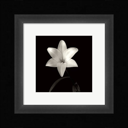 Framed Lily, Flower Series VI Print