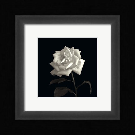 Framed Rose, Flower Series VIII Print