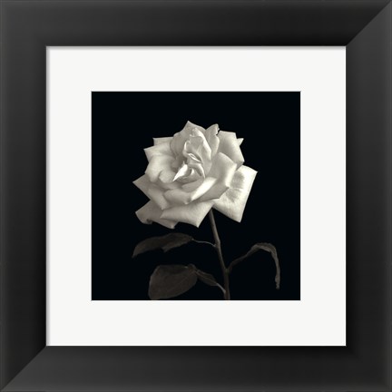 Framed Rose, Flower Series VIII Print