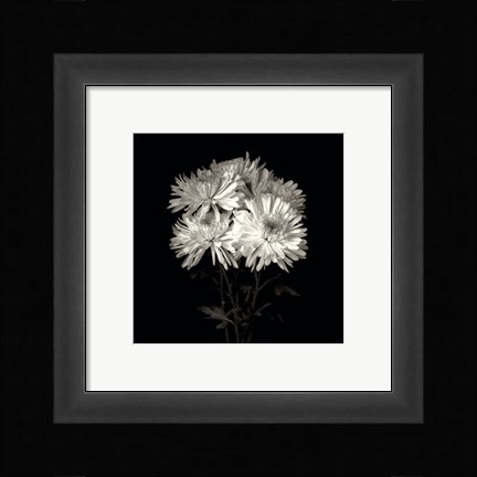 Framed Daisies, Flower Series IX Print
