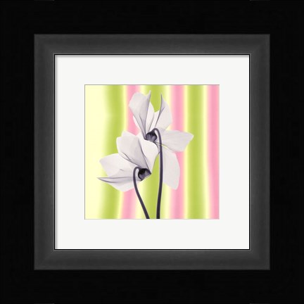 Framed Sheer Beauty Print