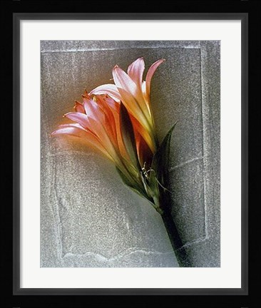 Framed Amarylis Print