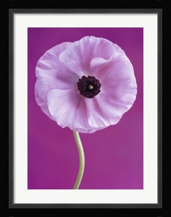Framed White Poppy Print