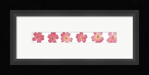 Framed Eight Lines of Pink Flowers Print