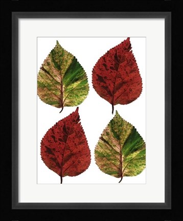 Framed Four Leaves I Print