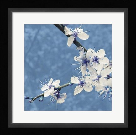 Framed Blossom in Blue Print