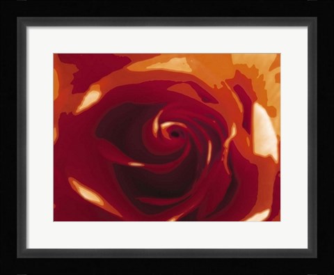 Framed Rose Variation II Print