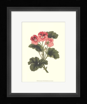Framed Pink Geranium I Print