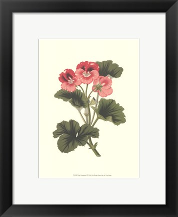 Framed Pink Geranium I Print