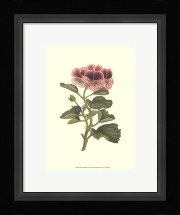 Framed Pink Geranium II Print