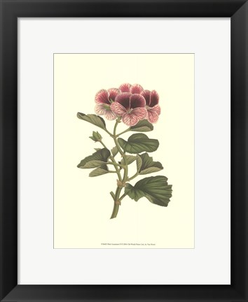 Framed Pink Geranium II Print