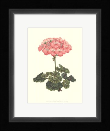 Framed Pink Geranium III Print