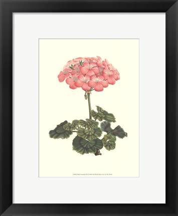 Framed Pink Geranium III Print