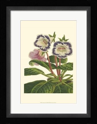 Framed Gloxinia Garden I Print