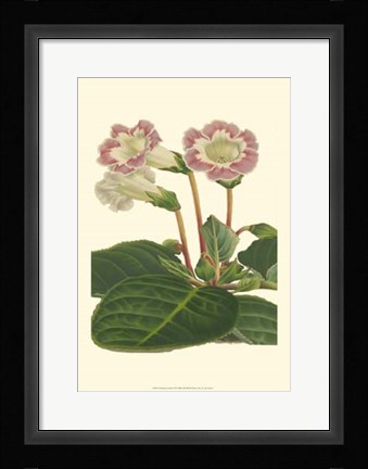Framed Gloxinia Garden II Print