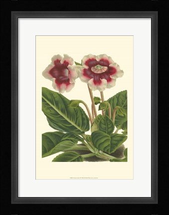 Framed Gloxinia Garden III Print