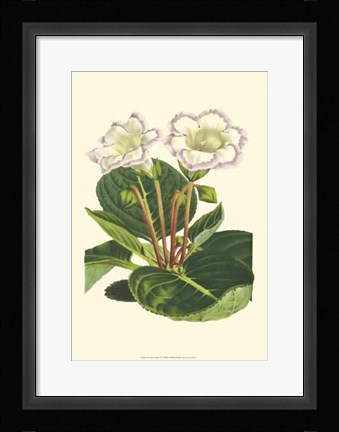 Framed Gloxinia Garden IV Print
