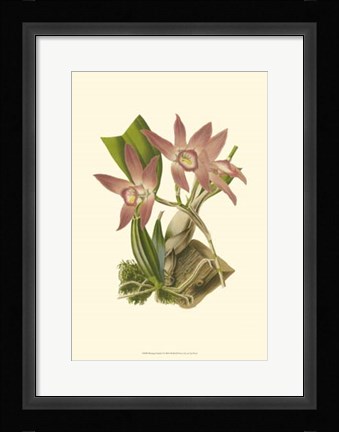 Framed Blushing Orchids I Print