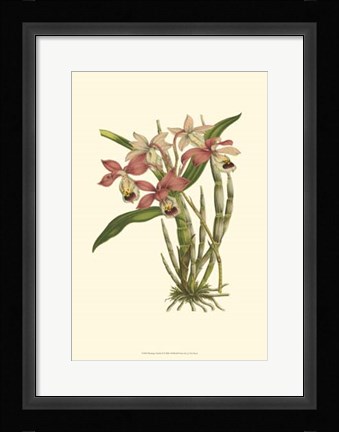 Framed Blushing Orchids II Print