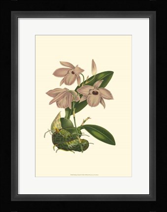 Framed Blushing Orchids III Print
