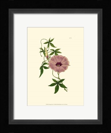 Framed Morning Glory I Print